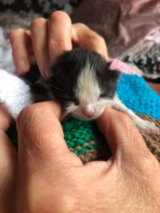 Illustration de l'article : Rejeté par sa mère à sa naissance, ce chaton découvre l'amour auprès d'un chien doux et protecteur