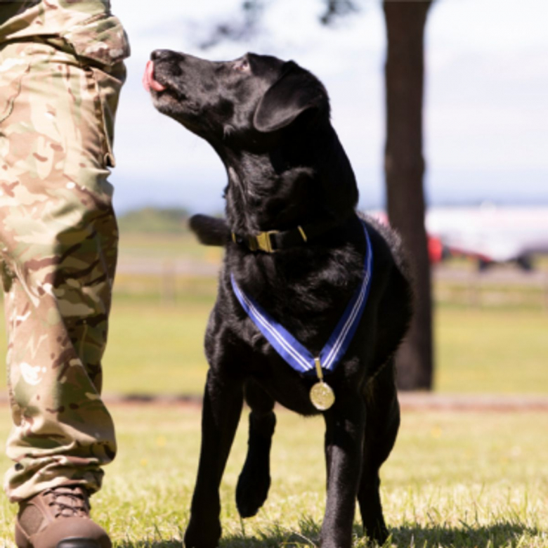 Chiens De La Police Militaire La Retraite R Compens S Pour Leur Travail Exemplaire