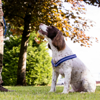 Illustration de l'article : 2 chiens de la police militaire à la retraite récompensés pour leur travail exemplaire