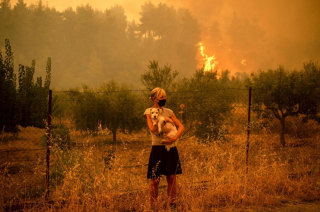 Illustration de l'article : Incendies en Grèce : des bénévoles établissent un refuge éphémère pour accueillir et soigner les animaux