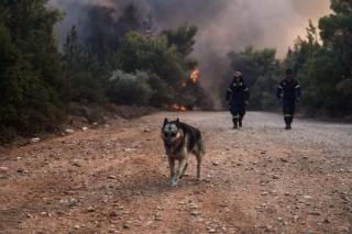 Illustration de l'article : Incendies en Grèce : des bénévoles établissent un refuge éphémère pour accueillir et soigner les animaux