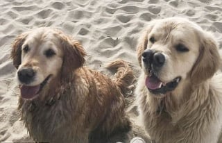 Illustration de l'article : L'amour d'une famille pour son Golden Retriever atteint d'une malformation congénitale le laissant avec 2 museaux