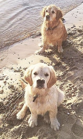 Illustration de l'article : L'amour d'une famille pour son Golden Retriever atteint d'une malformation congénitale le laissant avec 2 museaux