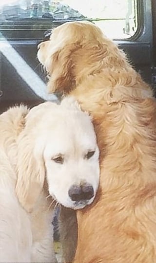 Illustration de l'article : L'amour d'une famille pour son Golden Retriever atteint d'une malformation congénitale le laissant avec 2 museaux