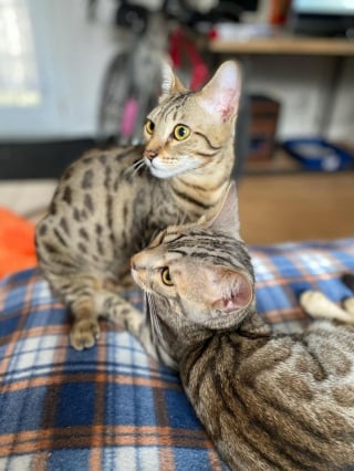 Illustration de l'article : 20 photos qui vous feront tomber amoureux du Bengal