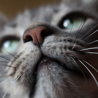 Illustration de l'article : Admirez le joli minois des chats en 20 photos macro