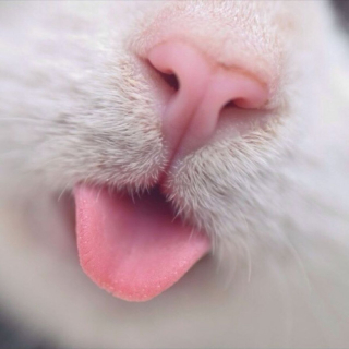 Illustration de l'article : Admirez le joli minois des chats en 20 photos macro