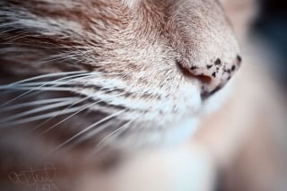 Illustration de l'article : Admirez le joli minois des chats en 20 photos macro