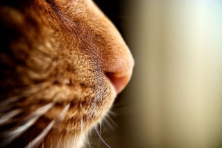 Illustration de l'article : Admirez le joli minois des chats en 20 photos macro