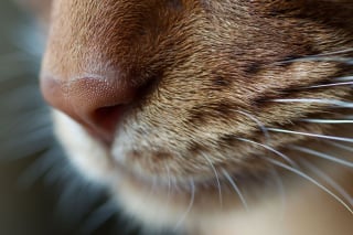 Illustration de l'article : Admirez le joli minois des chats en 20 photos macro