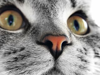 Illustration de l'article : Admirez le joli minois des chats en 20 photos macro