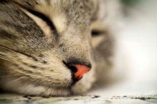 Illustration de l'article : Admirez le joli minois des chats en 20 photos macro