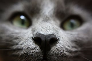 Illustration de l'article : Admirez le joli minois des chats en 20 photos macro