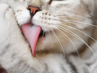 Illustration de l'article : Admirez le joli minois des chats en 20 photos macro