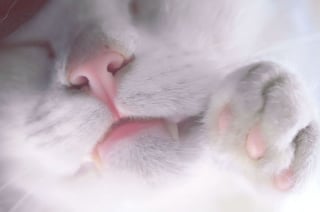 Illustration de l'article : Admirez le joli minois des chats en 20 photos macro