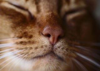 Illustration de l'article : Admirez le joli minois des chats en 20 photos macro