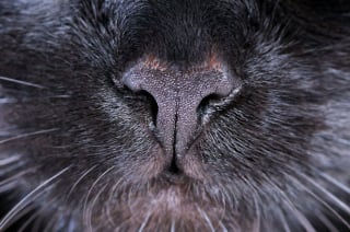 Illustration de l'article : Admirez le joli minois des chats en 20 photos macro