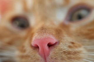 Illustration de l'article : Admirez le joli minois des chats en 20 photos macro