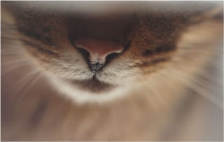 Illustration de l'article : Admirez le joli minois des chats en 20 photos macro