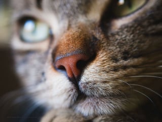 Illustration de l'article : Admirez le joli minois des chats en 20 photos macro