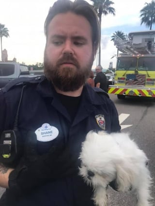 Illustration de l'article : Un chien découvert enfermé dans une voiture alors que son propriétaire passait la journée à Disneyland !