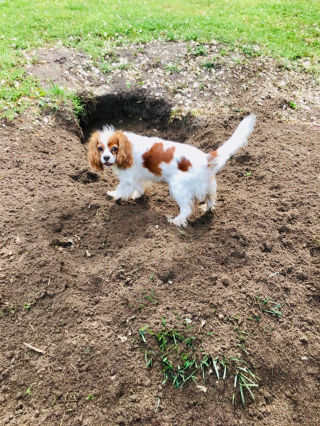 Illustration de l'article : 20 photos charmantes de Cavalier King Charles au quotidien