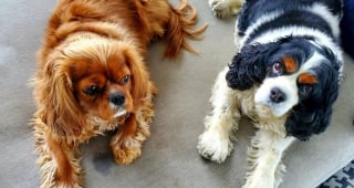 Illustration de l'article : 20 photos charmantes de Cavalier King Charles au quotidien