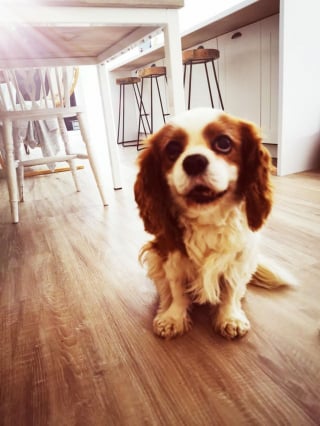 Illustration de l'article : 20 photos charmantes de Cavalier King Charles au quotidien