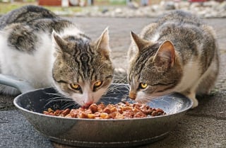 Illustration de l'article : Contrairement à d’autres espèces, les chats préfèrent obtenir de la nourriture sans effort