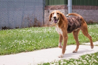 Illustration de l'article : Un Bon Samaritain récupère un chien marqué du numéro 300 et lui offre bien plus que son aide !