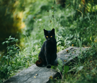 Journée internationale du chat noir : pourquoi sont-ils mal aimés ?