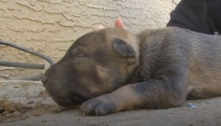 Illustration de l'article : Une chienne errante demande de l'aide aux sauveteurs en les conduisant auprès de ses chiots cachés sous une maison (vidéo)