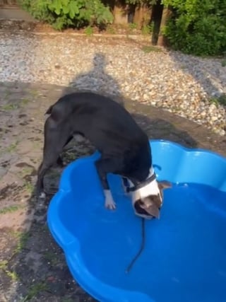 Illustration de l'article : Taquiné par son propriétaire, ce chien pique une colère en voyant des bâtons dans sa piscine (vidéo)