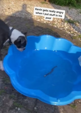 Illustration de l'article : Taquiné par son propriétaire, ce chien pique une colère en voyant des bâtons dans sa piscine (vidéo)