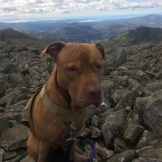 Illustration de l'article : Après avoir sauvé la vie d'un chien abandonné, un homme continue de collecter des fonds pour une organisation caritative