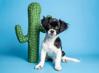 Illustration de l'article : Les soins minutieux apportés à un chiot Chihuahua couvert d'épines de cactus