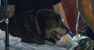 Illustration de l'article : Une chienne de 15 ans bloquée dans un conduit d'évacuation d'eau sauvée, après 10 heures d'effort, grâce à un... skateboard !