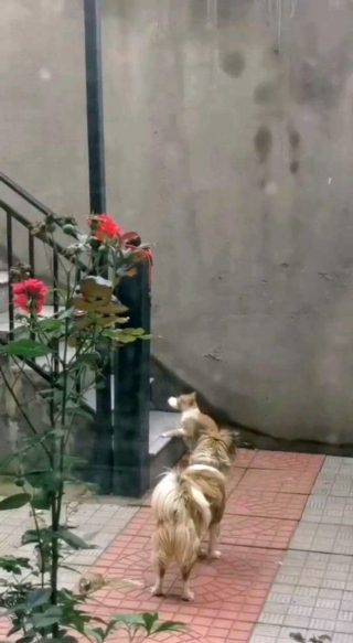 Illustration de l'article : Une femme touchée par l'acte généreux de son chien, qui partage de la nourriture avec un chat errant et affamé