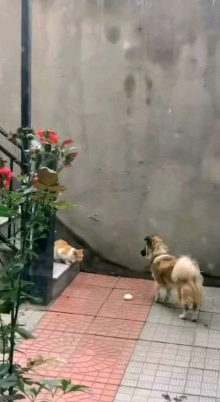 Illustration de l'article : Une femme touchée par l'acte généreux de son chien, qui partage de la nourriture avec un chat errant et affamé