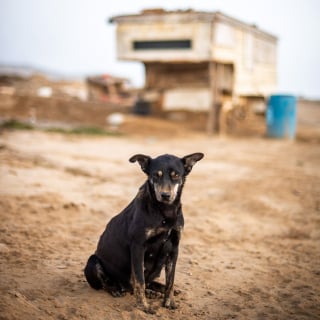 Illustration de l'article : En vacances, un amoureux des animaux aide 6 chiens dans un état critique, dont 2 femelles sur le point de mettre bas