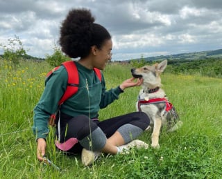 Illustration de l'article : Une passionnée des chiens-loups dresse le portrait de son compagnon à 4 pattes fidèle, intelligent... mais effrayé par les chats