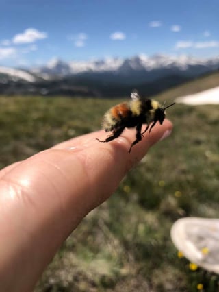 Illustration de l'article : Un chien de détection aide une chercheuse à sauver les bourdons en localisant leurs nids