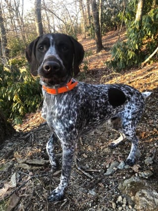 Illustration de l'article : Un chien de détection aide une chercheuse à sauver les bourdons en localisant leurs nids