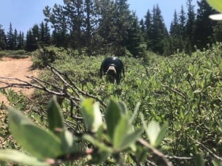 Illustration de l'article : Un chien de détection aide une chercheuse à sauver les bourdons en localisant leurs nids