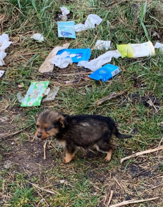 Illustration de l'article : Un chiot vivant seul au milieu des ordures et dormant avec une vieille chaussure fait la rencontre de sa vie