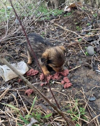 Illustration de l'article : Un chiot vivant seul au milieu des ordures et dormant avec une vieille chaussure fait la rencontre de sa vie