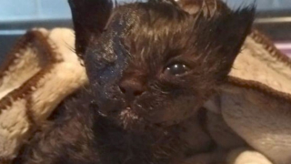 Illustration de l'article : Recouvert de goudron, un chaton de 3 semaines se bat pour sa vie avec l'aide de défenseurs d'animaux