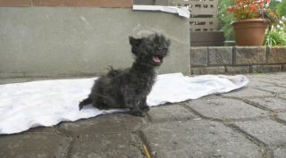 Illustration de l'article : Recouvert de goudron, un chaton de 3 semaines se bat pour sa vie avec l'aide de défenseurs d'animaux