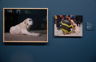 Illustration de l'article : Le courage des chiens de sauvetage mis à l'honneur dans une exposition commémorant le 20e anniversaire des attentats du 11 septembre