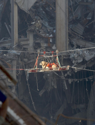 Illustration de l'article : Le courage des chiens de sauvetage mis à l'honneur dans une exposition commémorant le 20e anniversaire des attentats du 11 septembre